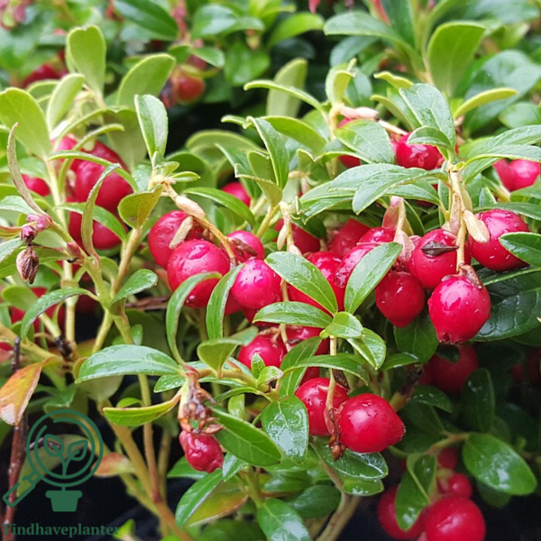 Vaccinium vit. 'Koralle', Tyttebær