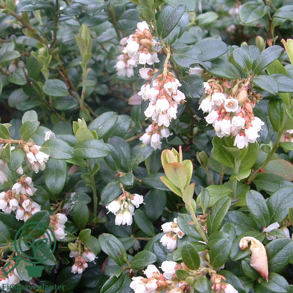 Vaccinium vit. 'Koralle', Tyttebær