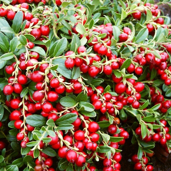 Vaccinium vit. 'Red Pearl', Tyttebær