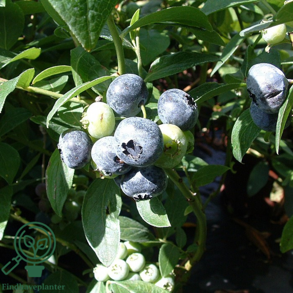 Vaccinium cor. 'Bluecrop', Amerikansk blåbær