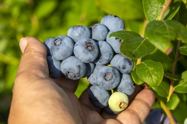 Vaccinium cor. 'Bluecrop', Amerikansk blåbær