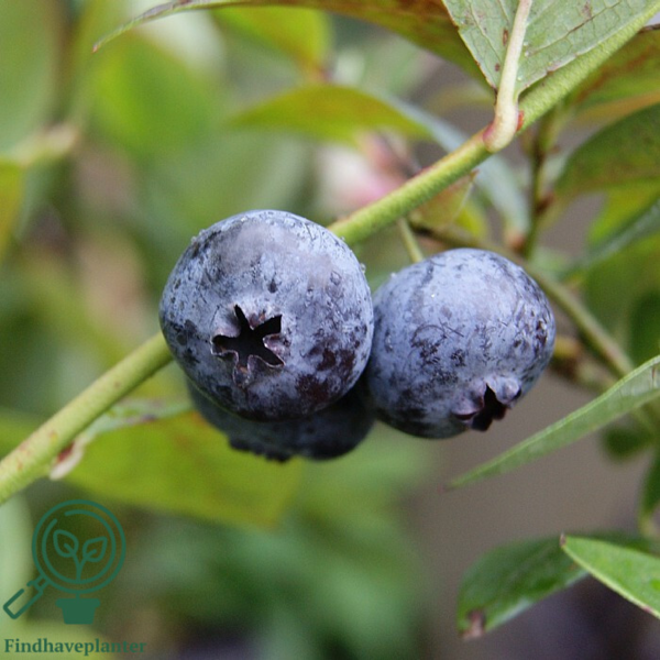 Vaccinium cor. 'Chandler', Amerikansk blåbær
