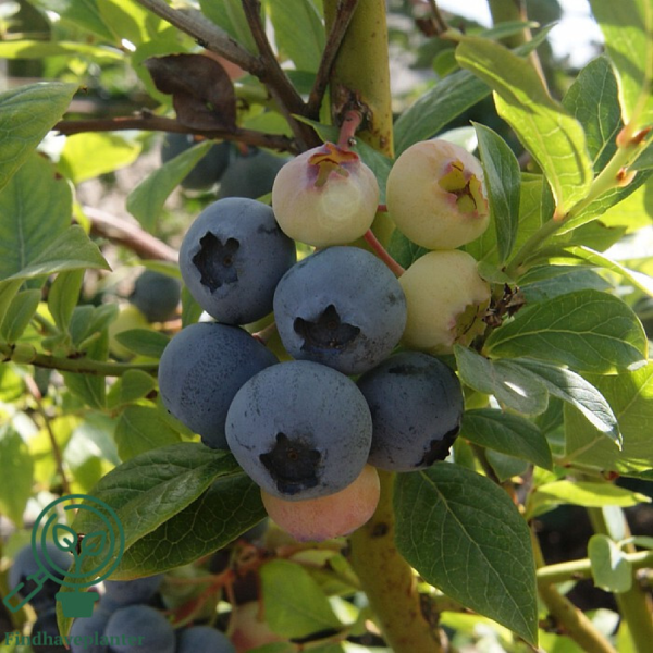 Vaccinium cor. 'Duke', Amerikansk blåbær