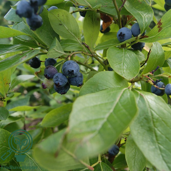 Vaccinium cor. 'Goldtraube', Amerikansk blåbær