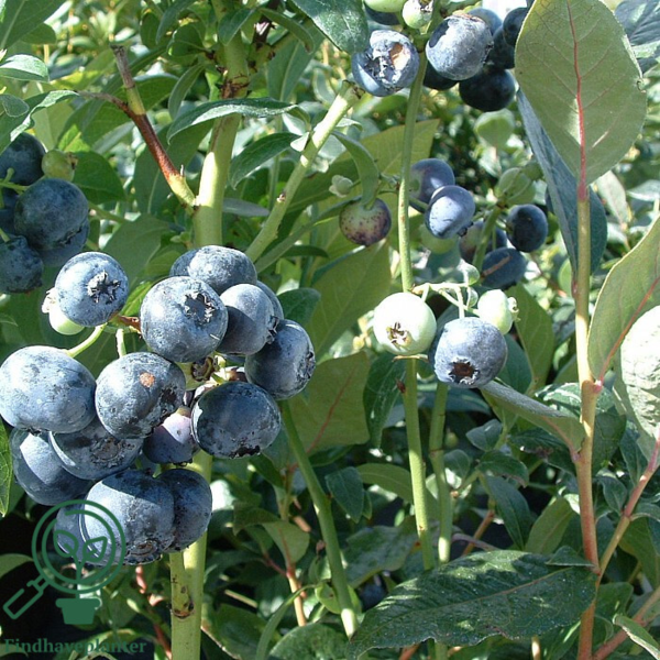 Vaccinium cor. 'Goldtraube', Amerikansk blåbær