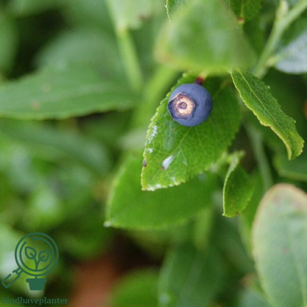 Vaccinium myrtilus, Alm. blåbær
