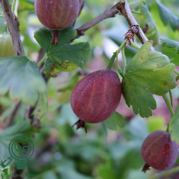 Ribes uva-crispa 'Capivator', Stikkelsbær