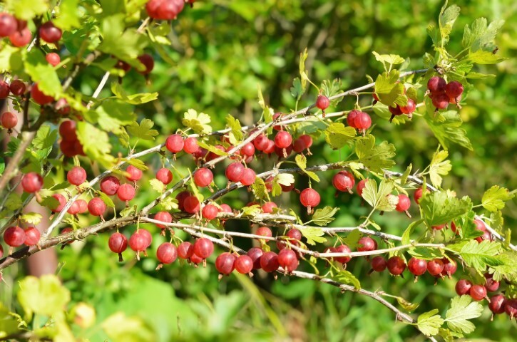 Ribes uva-crispa 'Capivator', Stikkelsbær