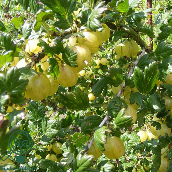 Ribes uva-crispa 'Invicta', Stikkelsbær