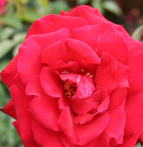 Rosa 'Erotika®'