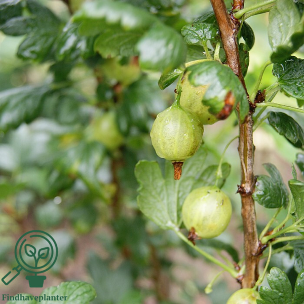 Ribes uva-crispa 'Tatjana', Stikkelsbær