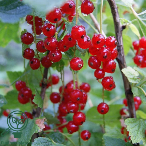 Ribes rubrum 'Rovada', Ribs