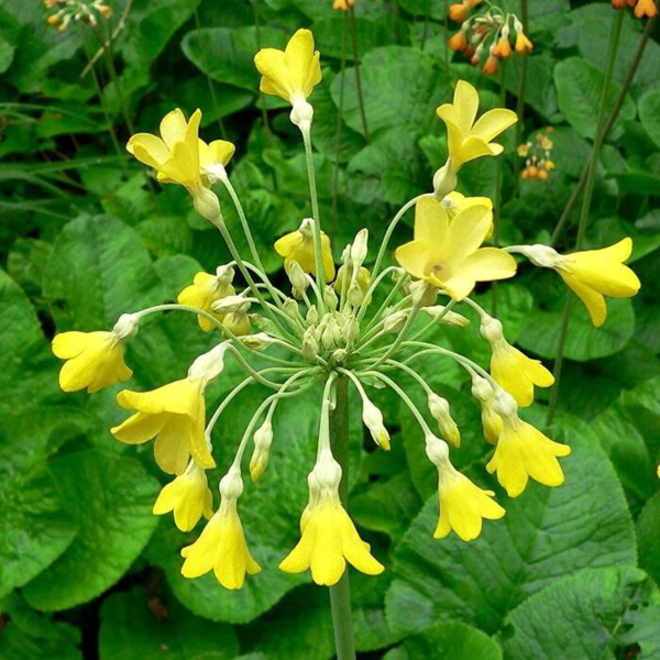 Primula florindae, Kæmpeprimula