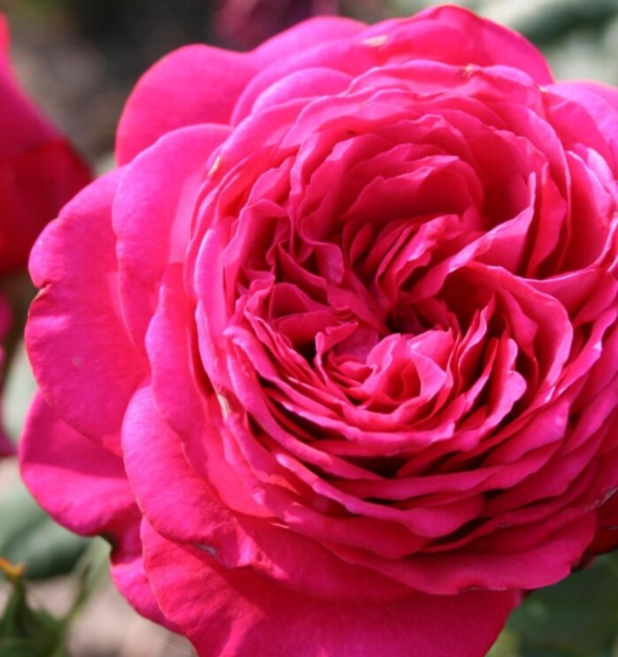 Rosa 'Johann Wolfgang von Goethe'