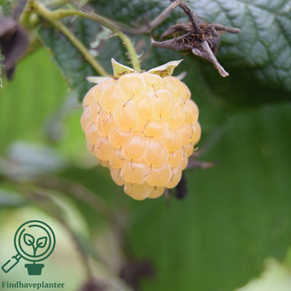 Rubus idaeus 'All gold', Hindbær