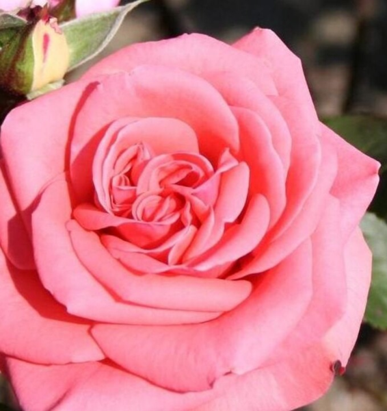 Rosa 'Louisiana®' (Kornemark)