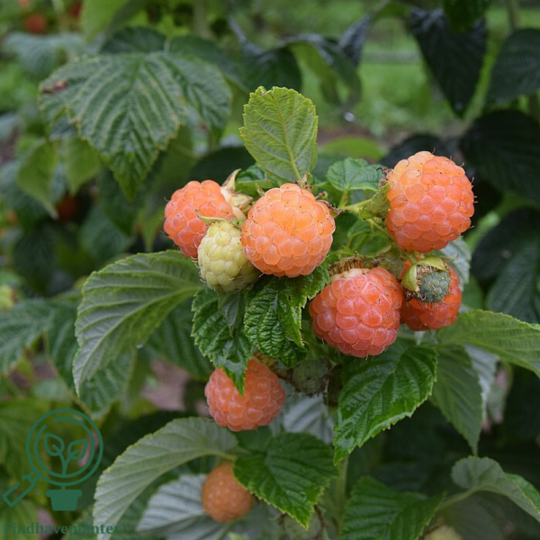 Rubus idaeus 'Fallgold', Efterårshindbær