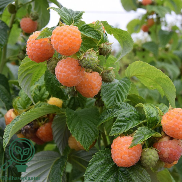 Rubus idaeus 'Fallgold', Efterårshindbær