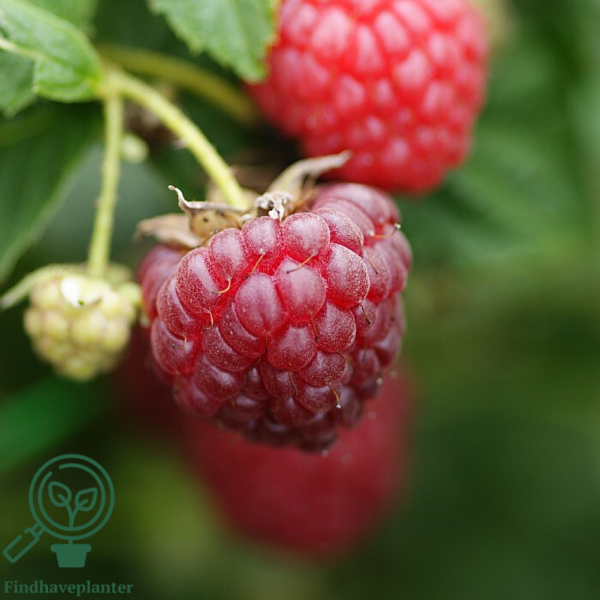 Rubus idaeus 'Autumn Bliss', Efterårshindbær