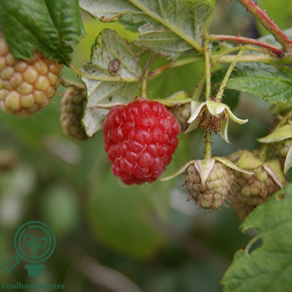 Rubus idaeus 'Autumn Bliss', Efterårshindbær