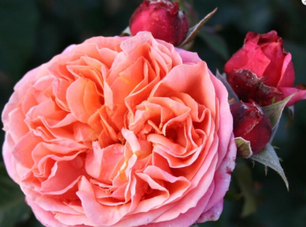 Rosa 'Mary Ann®'