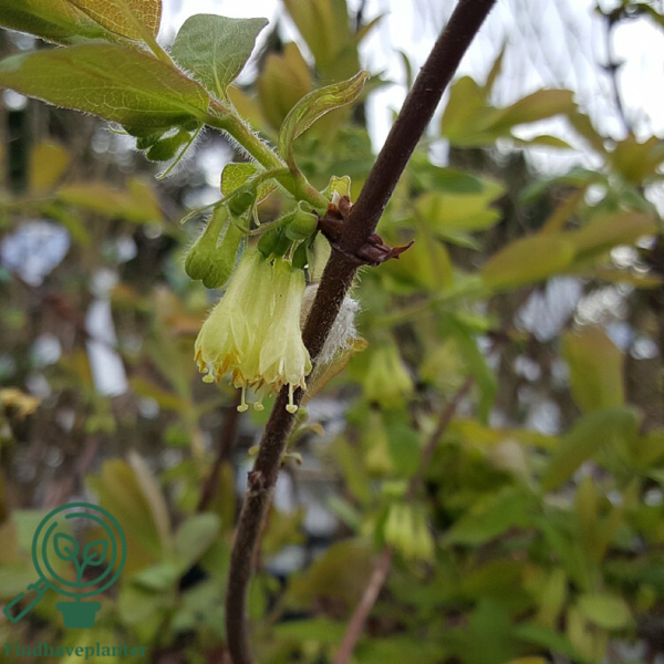 Lonicera kamtschatica 'Eisbar', Majbær/Honningbær