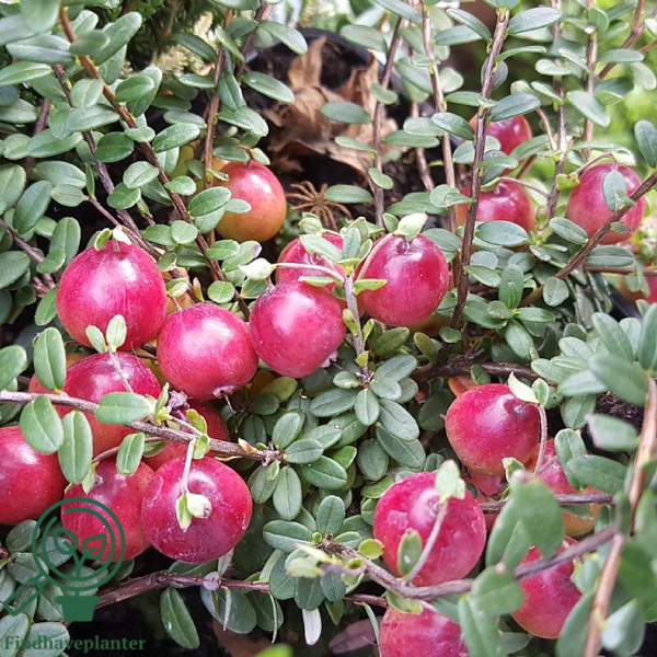 Vaccinium macrocarpon 'Stevens', Storfrugtet tranebær