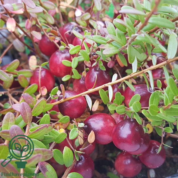 Vaccinium macrocarpon 'Stevens', Storfrugtet tranebær