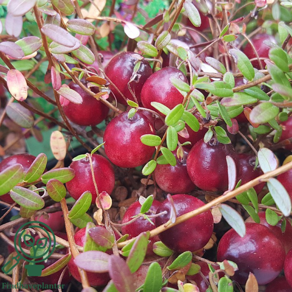 Vaccinium macrocarpon 'Stevens', Storfrugtet tranebær