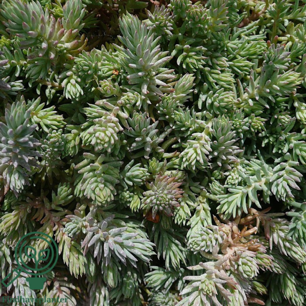 Sedum reflexum, Bjerg-stenurt