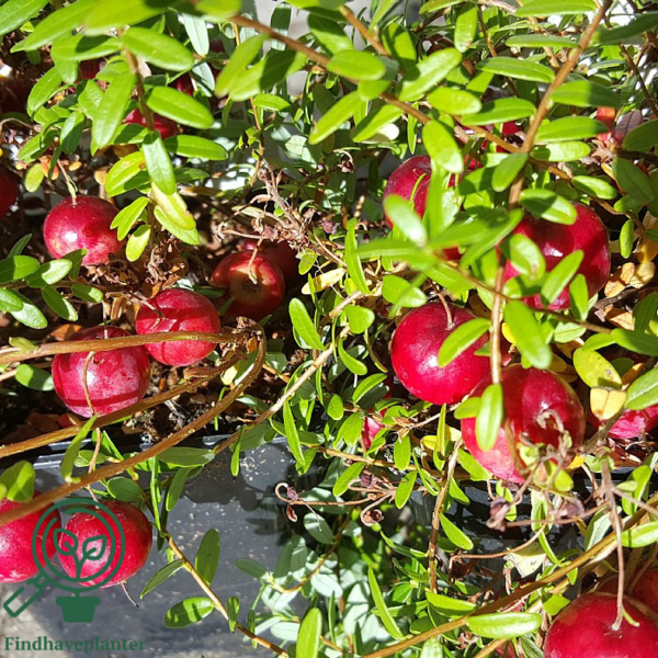 Vaccinium macrocarpon 'Big Pearl', Storfrugtet tranebær