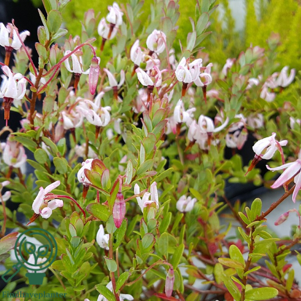 Vaccinium macrocarpon 'Big Pearl', Storfrugtet tranebær
