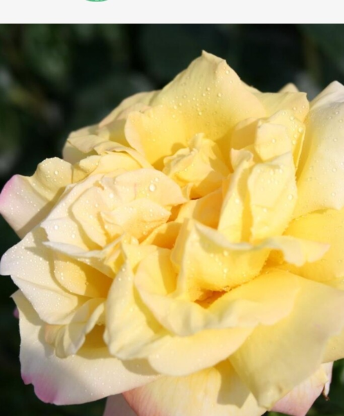 Rosa 'Peace' (Mme A. Meilland)