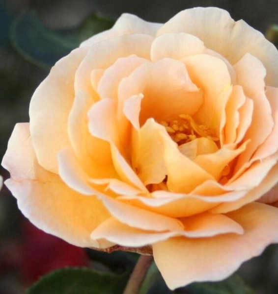 Rosa 'Whisky Mac'