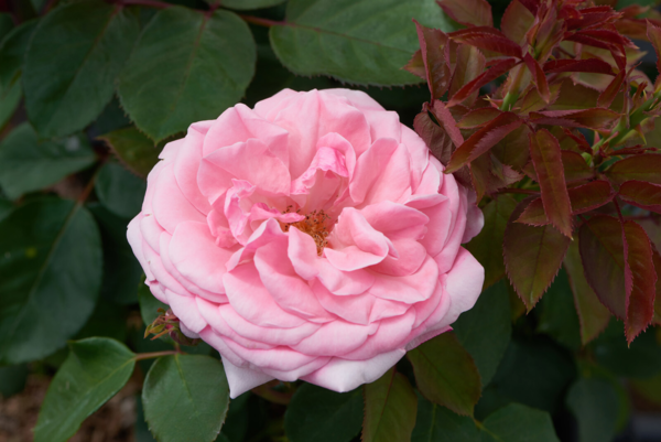 Rosa 'Sofiero™' Poulsak(N)