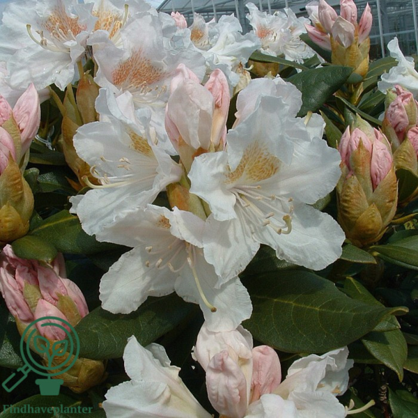 Rhododendron hybrid 'Cunningham's White'