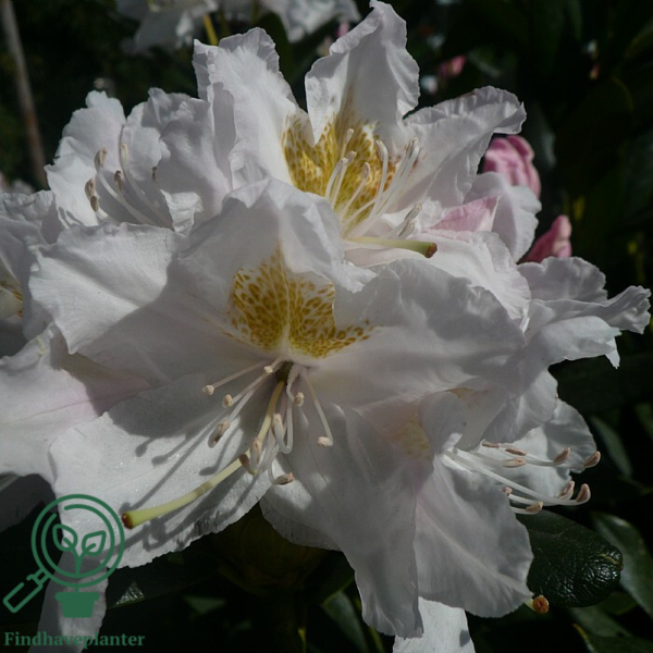 Rhododendron hybrid 'Cunningham's White'