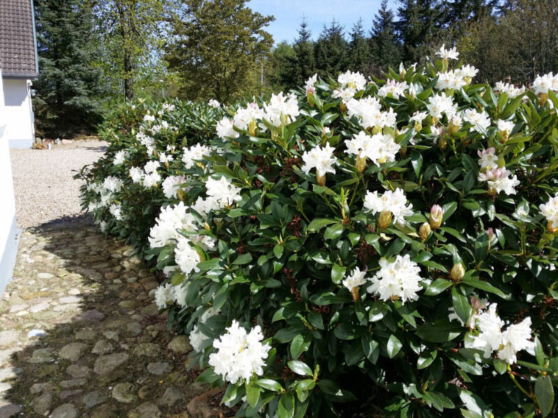 Rhododendron hybrid 'Cunningham's White'