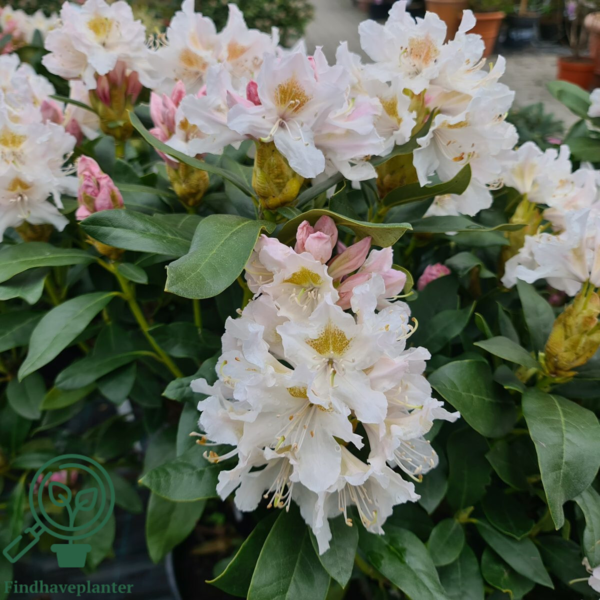 Rhododendron hybrid 'Cunningham's White'
