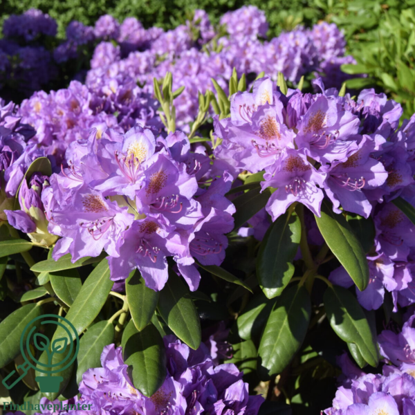 Rhododendron hybrid 'Catawbiense Grandiflorum'