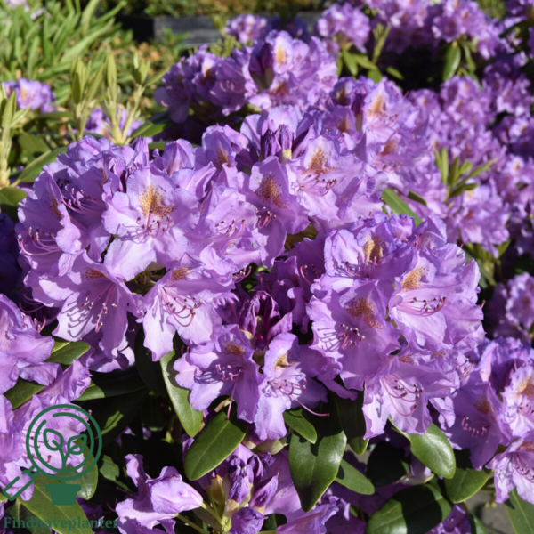 Rhododendron hybrid 'Catawbiense Grandiflorum'