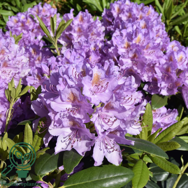 Rhododendron hybrid 'Catawbiense Grandiflorum'