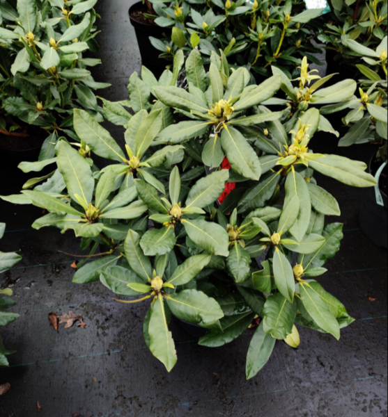 Rhododendron hybrid 'Nova Zembla'