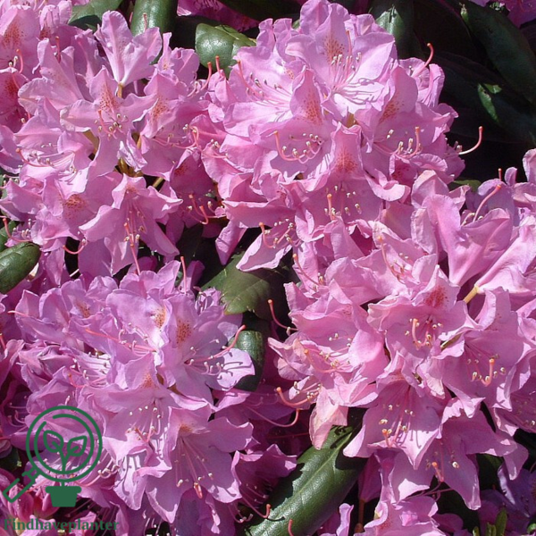 Rhododendron hybrid 'Roseum Elegans'
