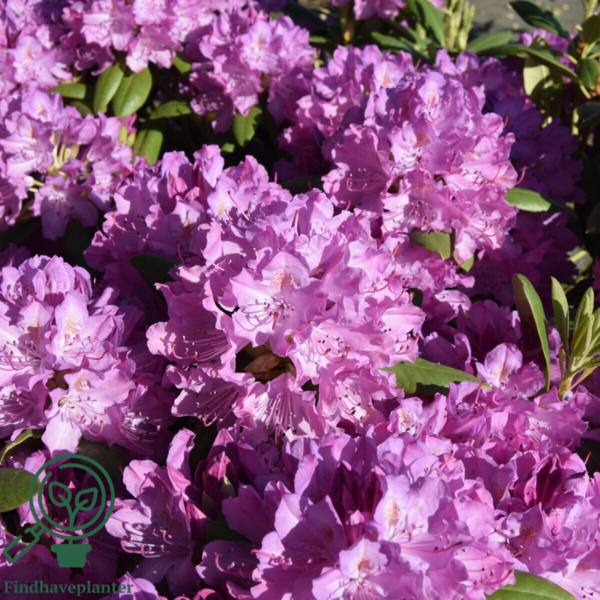 Rhododendron hybrid 'Roseum Elegans'