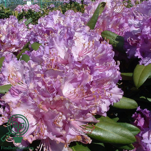 Rhododendron hybrid 'Alfred'