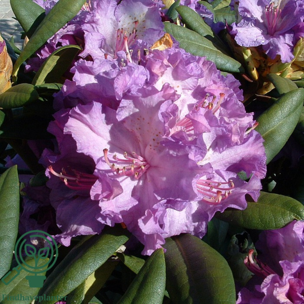 Rhododendron hybrid 'Alfred'