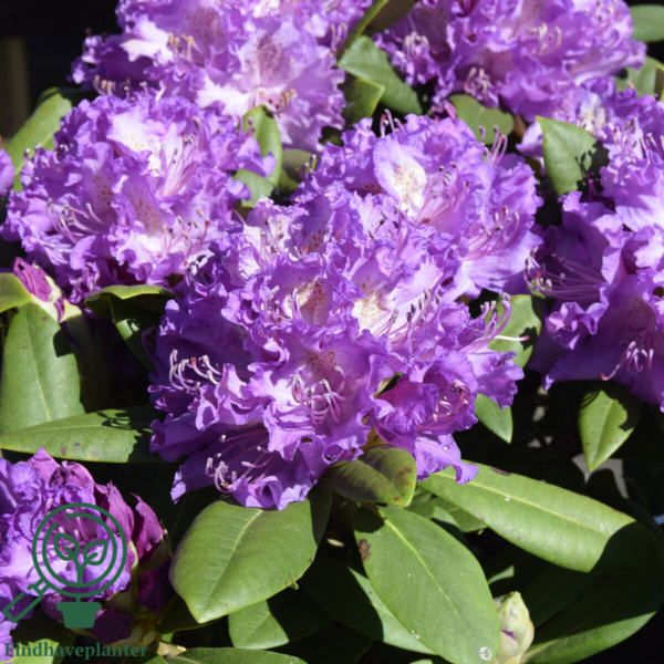 Rhododendron hybrid 'Alfred'