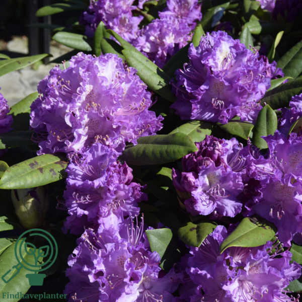 Rhododendron hybrid 'Alfred'