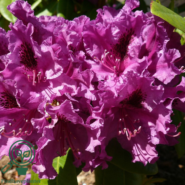 Rhododendron hybrid 'Azurro'